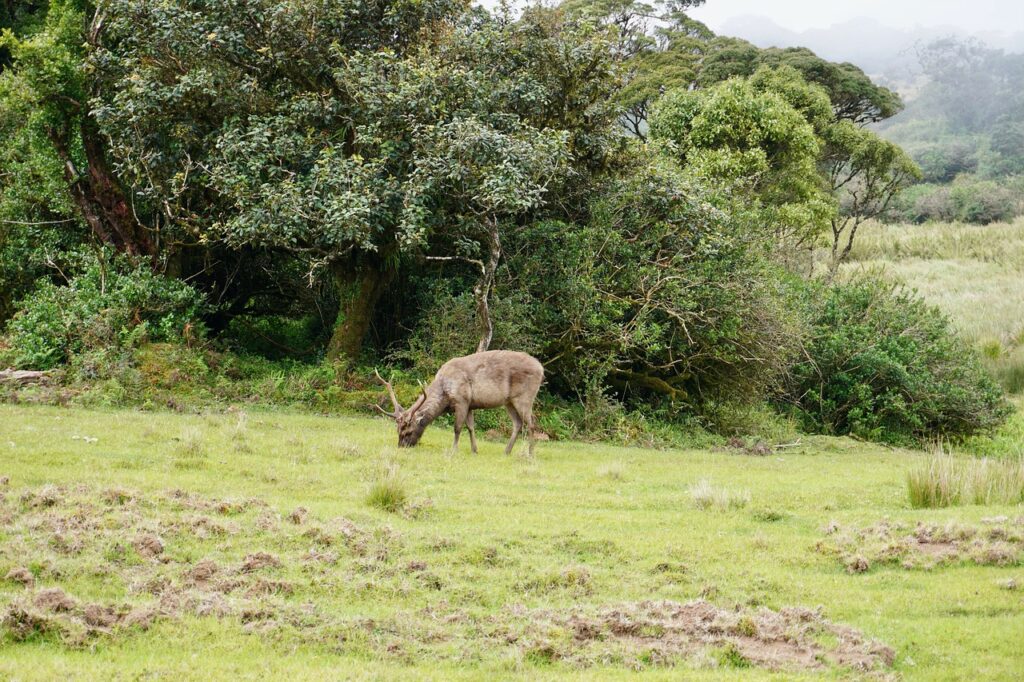 Horton Plains National Park