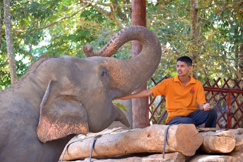 Pinnawala Elephant Orphanage | Historical Places for Tourists in Kandy