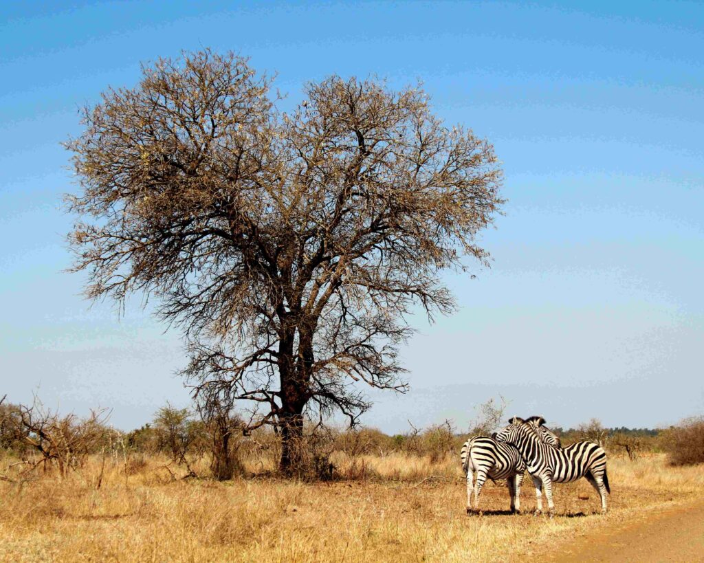 Kruger National Park | Travel Destinations in South Africa